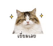856995040