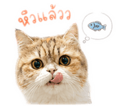 856996676