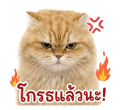856996932