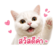 856997813