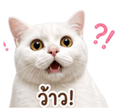 856997816