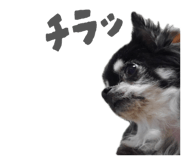 857001527