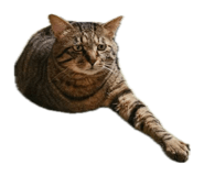 857036038