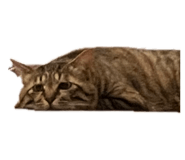 857036040