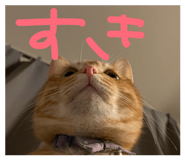 857120988