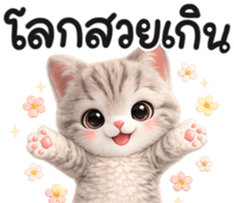 แมวสลิด สีเทา รูปที่ 8