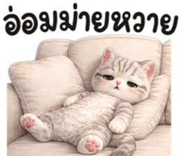 แมวสลิด สีเทา รูปที่ 11