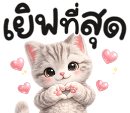 แมวสลิด สีเทา รูปที่ 14