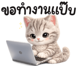 แมวสลิด สีเทา รูปที่ 15