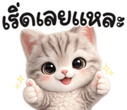 แมวสลิด สีเทา รูปที่ 19
