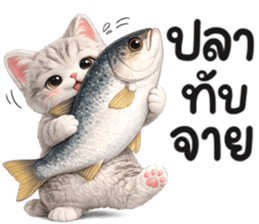 แมวสลิด สีเทา รูปที่ 30