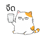 857143668