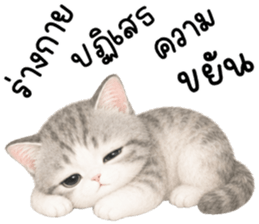 เหมียวมี่ แมวน้อยแสนซน รูปที่ 2