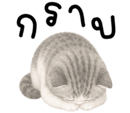 เหมียวมี่ แมวน้อยแสนซน รูปที่ 17