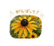 857177558