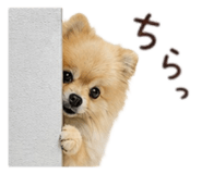 857250037