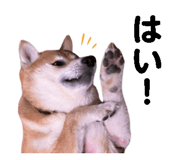 857266812