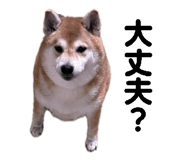 857266835