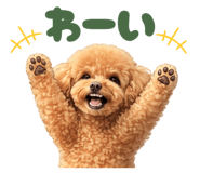 857406520