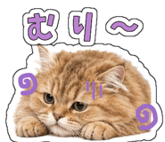 857427233