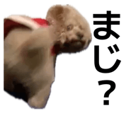 857452584