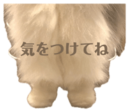 857477900
