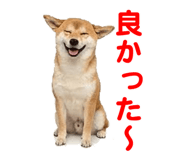 857500775