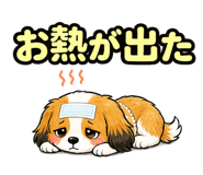 857516667