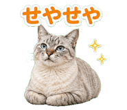 857521025