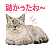 857521031