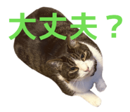 857523721