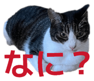 857523727