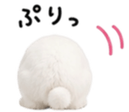 857537037