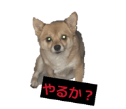 857555470