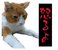 857556185