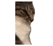 857559236