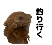 857562955