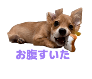 857576667