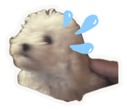 857581571