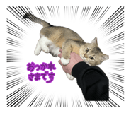 857581986