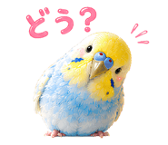 857593016