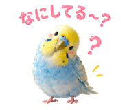 857593017