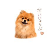 857594087