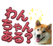 857601017