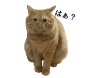 857603384