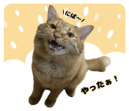 857603399