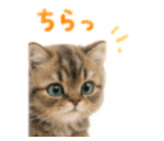 857610050