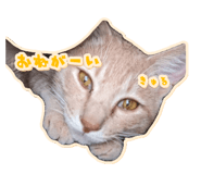 857667796