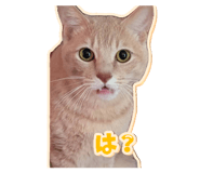 857667797