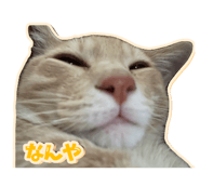 857667798